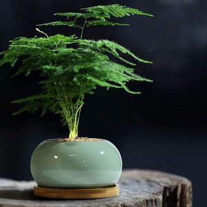 文竹小盆栽摆件盆景绿植创意室内桌面小植物净化空气四季常青云竹