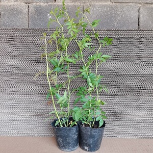 甜蜜红木香花苗四季红色特大爬藤带花苞浓香型花卉盆栽室内外植物