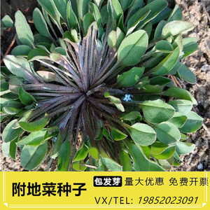 野生鲜附地菜种子鸡肠草中药材地胡椒伏地菜山苦菜地瓜香四季易播