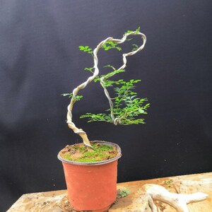 对节白蜡文人盆景