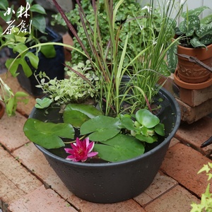 龟缸彩叶水芹耐热耐寒水生沼泽过滤水池水陆造景阳台花园挺k水植