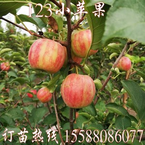 东北特产123果树苗 沙果苗 123小苹果树苗南方北方种植海棠果树苗