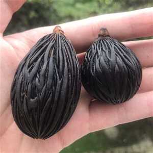 千丝菩提◆狐尾椰饰挂吊坠首饰手串手把件j