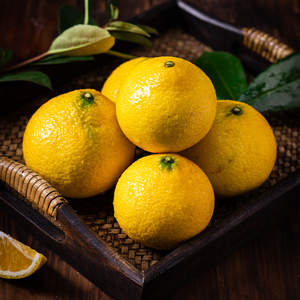 庆元高山甜桔柚