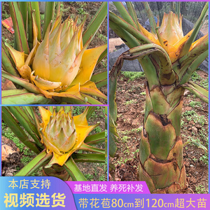云南地涌金莲盆栽基地带花发货粗壮型四年苗佛教圣花大型带花植株