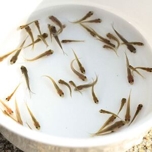 闯龟麦穗鱼淡水鱼苗喂龟s活小鱼鳄新食用一厘米银龙鱼饲料龟手乌