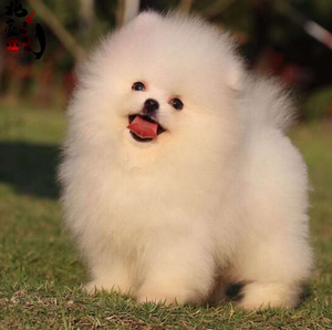 爱心领养纯种白色博美幼犬崽家养球体茶杯犬长不大宠物狗俊介小狗