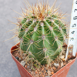 实生巨人柱大型沙生耐j旱露养仙人球仙人掌科桌面植物小盆栽花