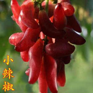 新品种嫁接小辣椒葡萄苗大苗果树果苗爬藤树苗葡萄树苖南方种植
