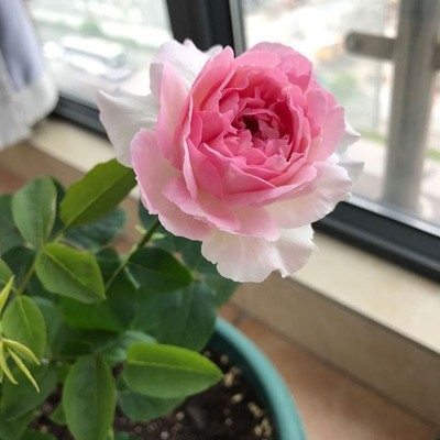 新品新品嫁r接新品日月伊芙4号f.四度芳香灌木浓香切花玫瑰月季花