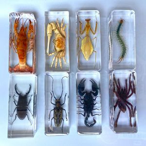琥珀昆虫标本真实树脂独角仙金龟子书镇家居书桌摆件螳螂蜘蛛蝎子