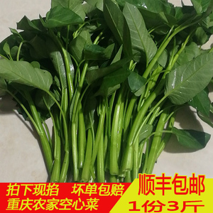 空心菜重庆