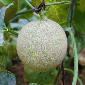 现摘现发海南网纹玫珑密瓜新鲜5斤整箱当季热带孕妇水果哈密瓜