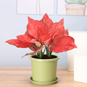 吉利中国红盆栽红叶子万年红室内花卉万年青可水培好养办公室植物