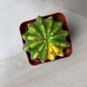 【大豪丸】大豪丸品牌,价格 - 阿里巴巴