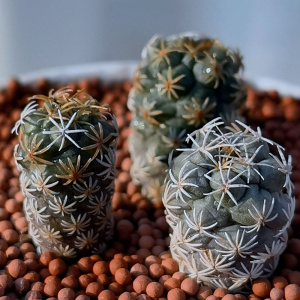 22多肉寻仙园仙人球娇丽长城丸客厅防辐射绿植吸甲醛趣味阳窗台a