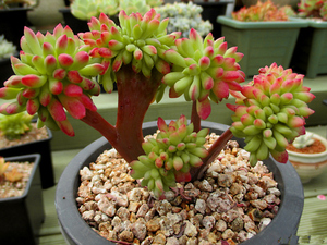 22红旗儿缀化稀有品种w贵货多肉植物组合盆栽新手好养萌肉肉绿植