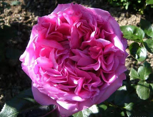 w22小博士 伯纳黛特拉芳特浓香月季花苗特大花盆栽花卉室内花扦a.