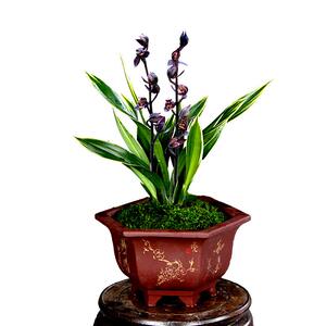 兰花苗墨兰望月冠不带p花苞浓香型四季好j养室o内花卉绿植物盆栽