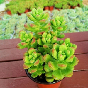 新品丸叶绿松多肉t盆栽植丸叶松绿精品多肉绿植室内家居办公盆景