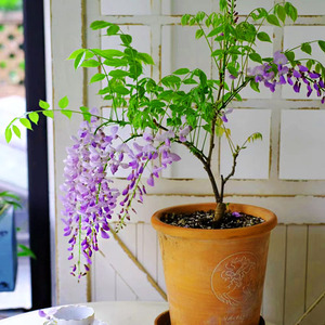 紫藤花苗爬藤植物树苗老桩丰花普罗旺斯多季别墅庭院阳台攀援盆栽