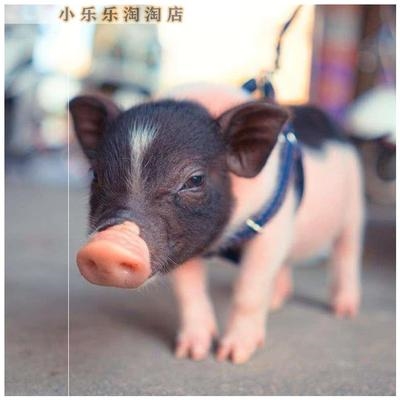 小香猪长不大 物你宠物猪不物长活大小型好养动物l活迷小型便宜3j