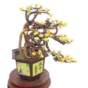 结香花盆景梦里花树盆栽耐寒植物阳台花园花卉冬季开花盆景带花苞