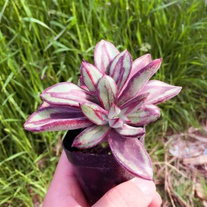 丸叶龙骨红司多肉