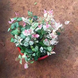 彩叶黄金五彩络石花苗盆栽吊兰垂吊爬藤植物阳台庭院绿植花卉耐寒