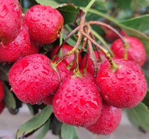 山西绛县山楂新鲜山楂果五斤特级大金星五棱歪把红糖葫芦山楂干片