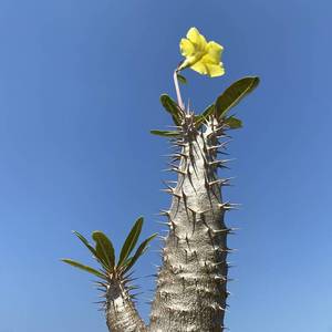 巴西珍稀植物图片