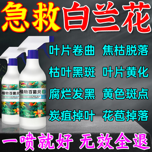 白兰花专用肥料药营养液黑斑病黄叶干尖掉花枯萎炭疽病万能杀菌剂