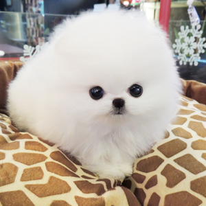 宠物小型好养狗狗博美