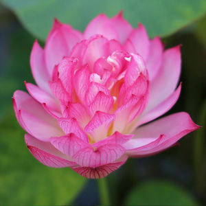 【虹越】2022荷花新品碗莲微型种藕多年生水生花卉植物红裙