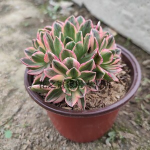 高档甜茶绿茶法师锦小型法师多肉老桩多头手捧花覆轮锦植物花实用