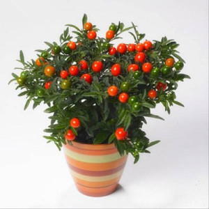 【四季果珊瑚樱】四季果珊瑚樱品牌,价格 - 阿里巴巴