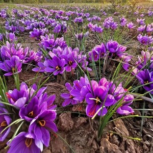 藏红花种球盆栽种子籽苗花种子西红花卉番红花种球耐寒植物室内花