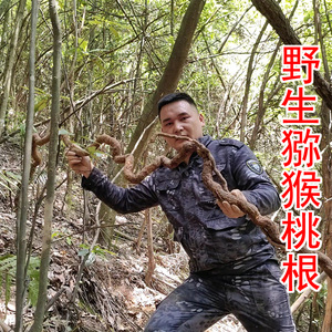 野猕猴桃根野生