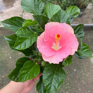 本蔷花薇花盆丹木卉栽新室耐瑾花芙重晒朱芙品扶桑蓉花瓣朱牡外槿