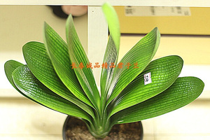 2s2长春精品插座君子兰成兰 黄体 黄油匠  精品君子兰盆栽一物一