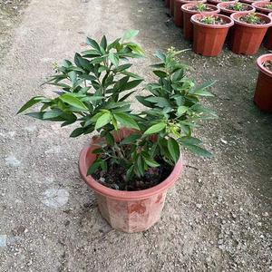 22广东潮汕红花 石榴花 t仙草 抹草 春草吉祥草阳台盆栽喜庆吉祥