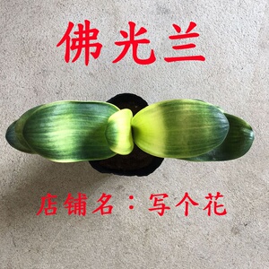 22佛光k兰彩色君子兰高档名贵君子兰盆栽小苗鸳鸯兰佛光兰金边君