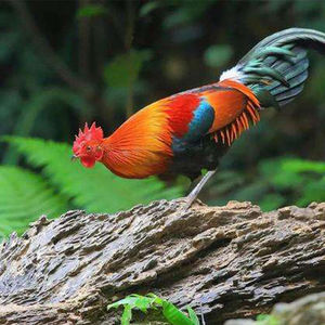 白耳原鸡受精种蛋