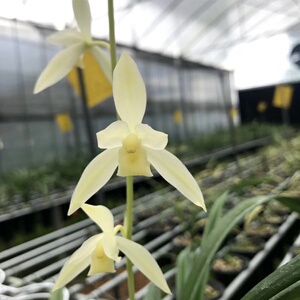 香思兰缘建兰倾城白素名贵兰花苗夏秋花期办公室盆栽花卉绿植