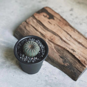 22艳肌士童实生仙人球开花桌面p植物盆栽大型士童属组合仙人掌室