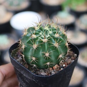 22剑芒丸实生仙人球稀有开花粉花仙人掌多x肉植物好养活易度夏小