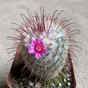 丰明丸实生仙人球多肉植物乳突属倒钩刺好养开花仙人掌丰明玉盆栽tb