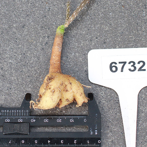 2u222t植物员外 黑龙团扇块根 大黄花稀有品种团扇仙人掌 多肉植