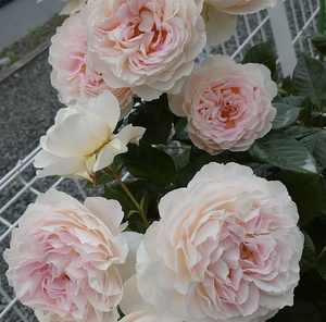 22假日岛根西/假日芍药岛 月季 玫瑰 小苗d 灌木丰花a.