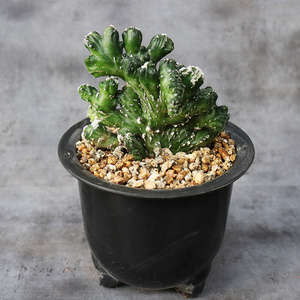 2222z残雪大戟科稀有i趣味缀化雪白仙人掌仙人柱办公室桌面防辐a.